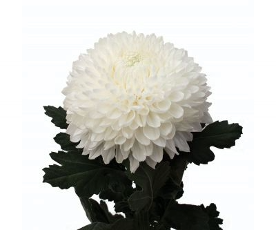 image 17